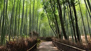 森林セラピーで健康になる