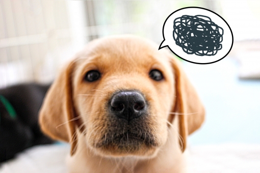 フケやかゆみはアレルギーが原因かも？